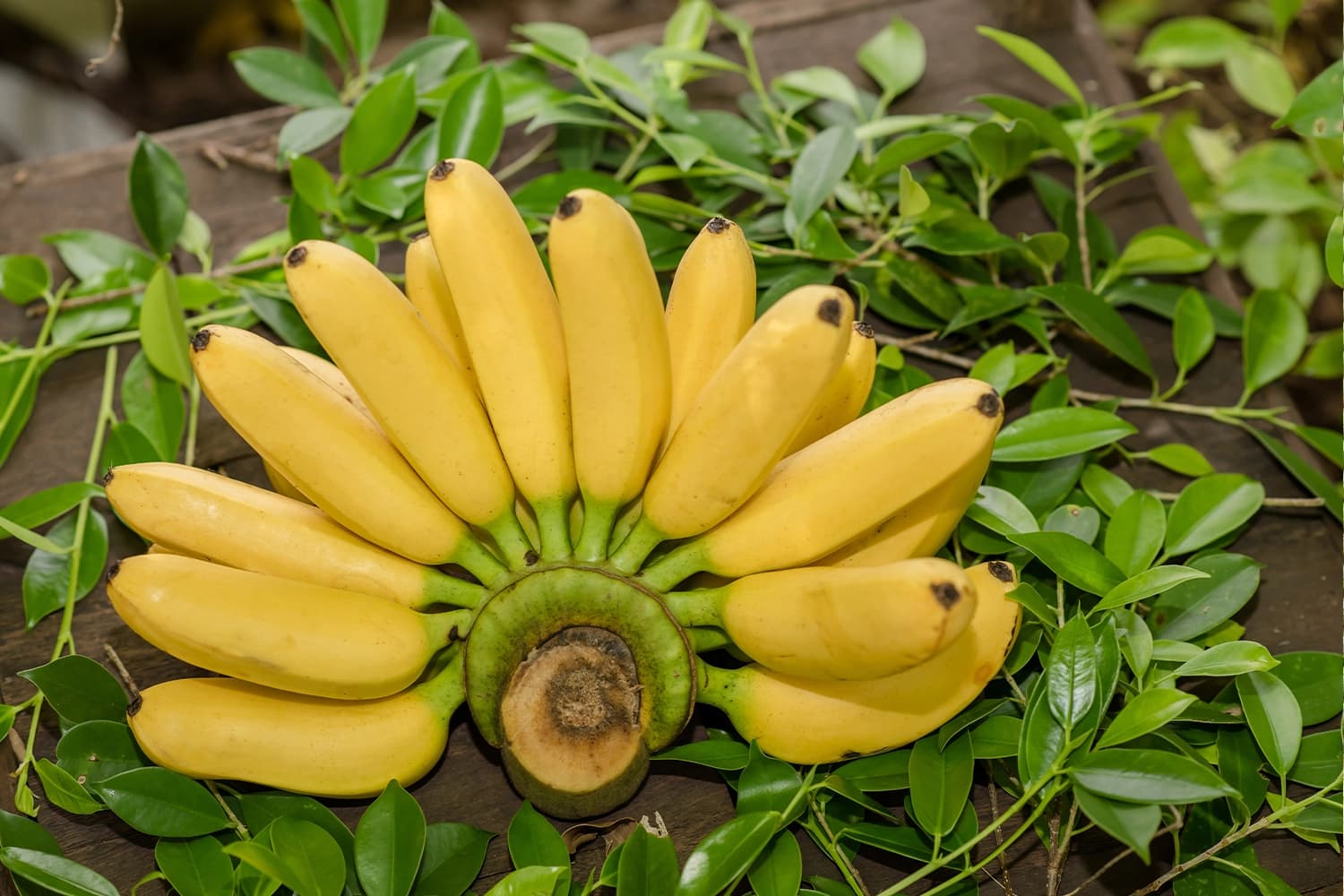Baby Banana