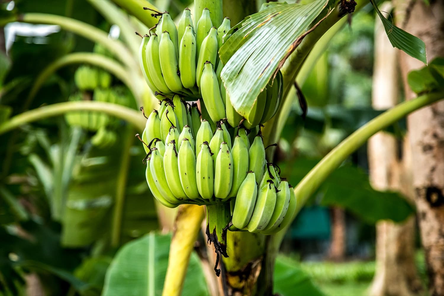 Harton Banana