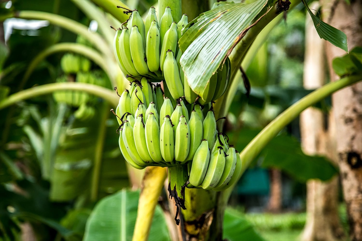 Harton Banana