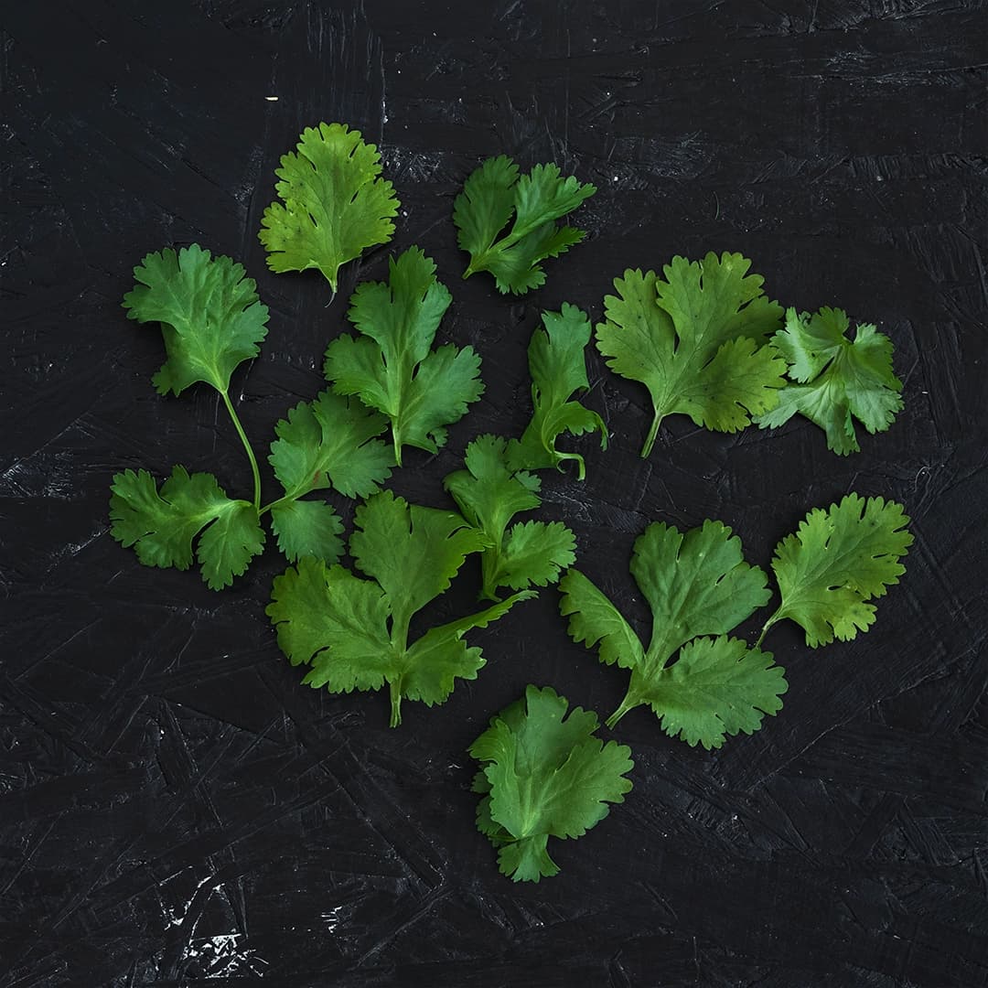 Coriander
